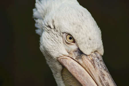 Abstract photo of a pelican.の写真素材