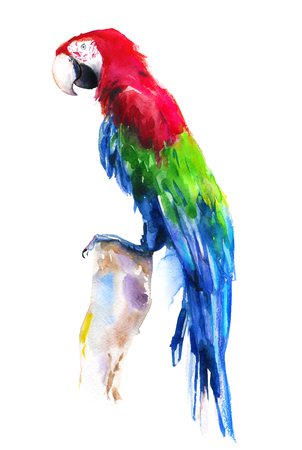 watercolor bright hand painted parrot on the white backgroundの写真素材