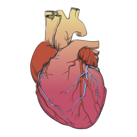 heart - anatomy pictureのイラスト素材