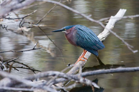 Green Heron Fishingの写真素材