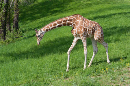 Giraffe Walking to Foodの写真素材