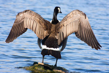 Canadian Goose sunning himself on a floating log.の写真素材