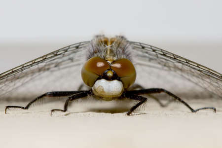Dragonfly taking a break from the morning grind.の写真素材