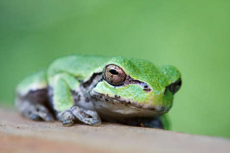 Tree frog walked over to see what I was grilling.