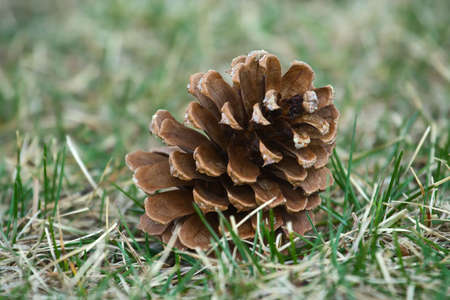 Pine cone hits the ground after high winds.