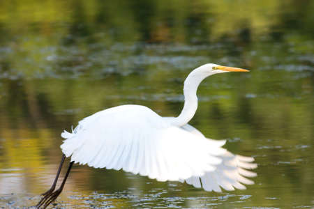 Great Egret flying to a new location.の写真素材
