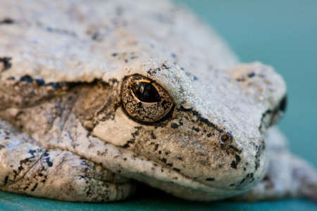 Cope's Gray Tree Frog taking a break.の写真素材