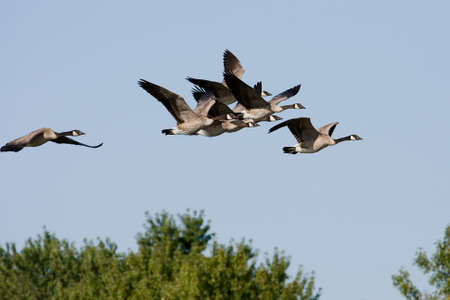 A group of Canadian Geese flying to a new spot.の写真素材