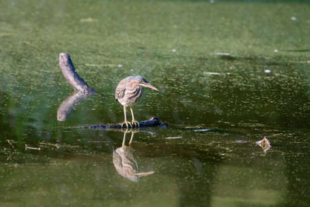 The Green Heron is a master at fishing. This one ate well while I was watching.の写真素材