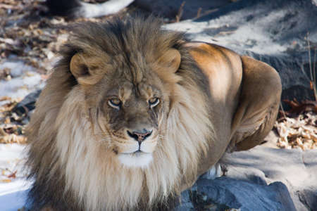 This lion is a member of our local zoo.の写真素材