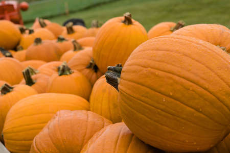 Big pile of pumpkins during the Halloween holiday.の写真素材