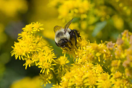Golden Northern Bumblebee collecting pollen on a yellow flower.