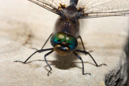 Colorful Dragonfly poses for a quick photograph.の写真素材