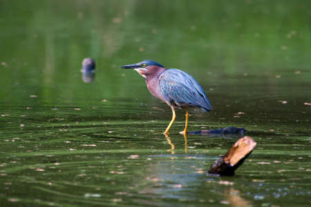 Motionless until the last second, the Green Heron is a master fisherman.の写真素材