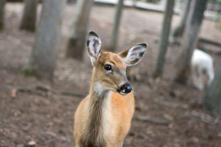 This little deer was not shy at all.の写真素材