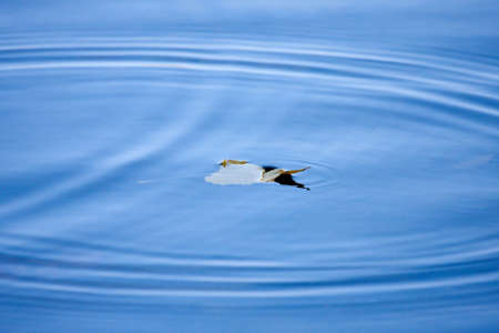 A Leaf splashed in the water during the Fall.の写真素材