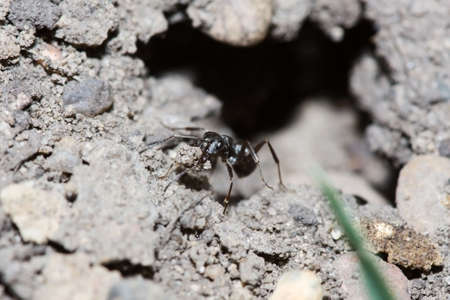 Black Ant carrying some dirt from it's home.の写真素材
