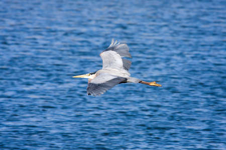 Great Blue Heron doing a fly by.の写真素材