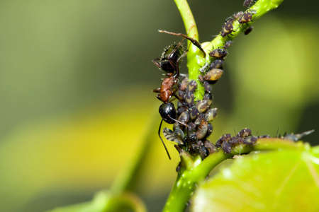 A Bull Ant keeping the aphids in check.の写真素材