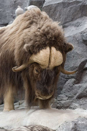 Musk Oxen Hangs on the edge to survive.の写真素材