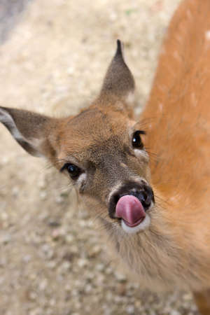 Small female deer licking it's lips and nose.の写真素材