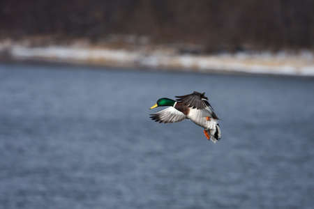 Mallard duck coming in for a landing.の写真素材