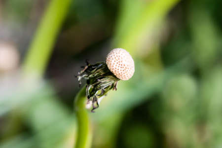 Dandelion at the end of it's life, with all the seeds dispersed.の写真素材