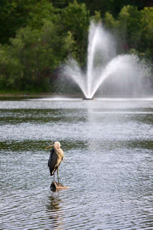 Great Blue Heron standing on a log in the water.の写真素材