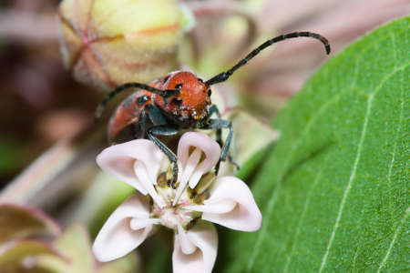 The Red Milkweed Beetle eating on a flower.の写真素材