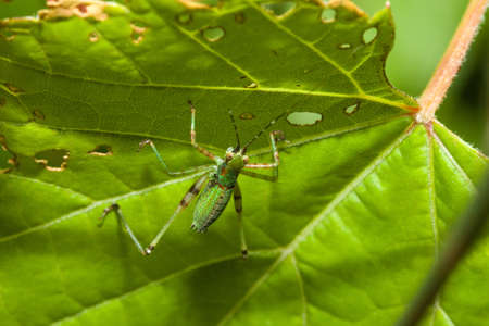 Bush Cricket (Tettigoniidae) crawling across a leaf upside down.の写真素材