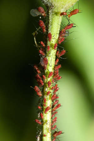 many Aphids on a flower stem.の写真素材