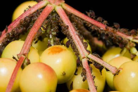 Aphid adults and nymphs on a berry plant.の写真素材