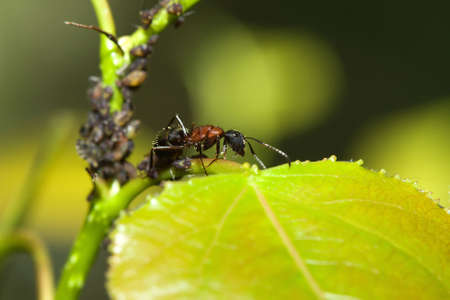 Bull Ant managing a group of aphids. の写真素材