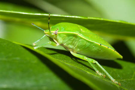 Green shield bug (Acrosternum sp.) on a leaf.の写真素材