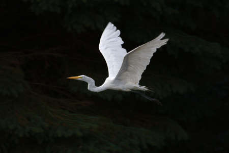 Great White Egret in Flight over a set of pine trees.の写真素材