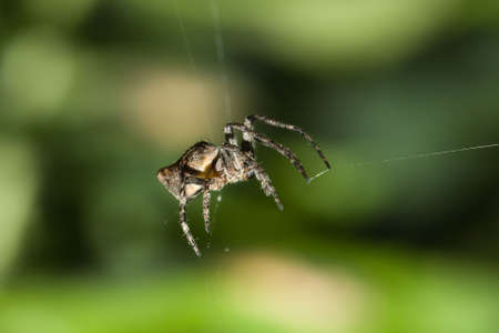 Marbled Orb-Weaver Spider (Araneus marmoreus) repairing it's web.の写真素材