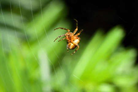 Female Cobweb Spider repairing it's web.の写真素材