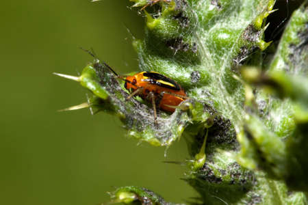 Four Lined Plant Bug on a leaf.の写真素材