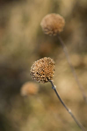 Wild Bergamot (Monarda fistulosa) still upright in the winter time.の写真素材