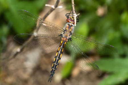 Common Darter Dragonfly Perched on a Twig.