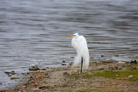 Great White Egret standing on one leg.の写真素材