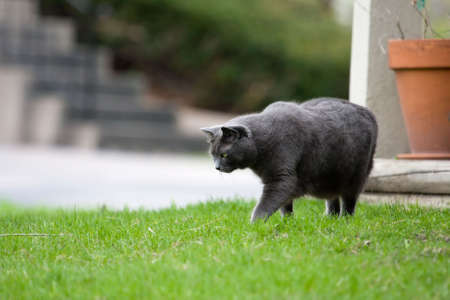Gray Cat hunting small prey in a yard.の写真素材