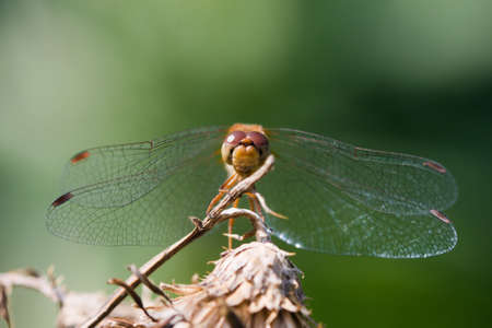 Wandering Glider Dragonfly perched on a twig.の写真素材