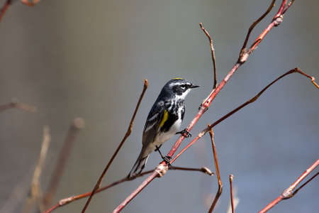 Yellow-rumped warbler perched on a tree branch