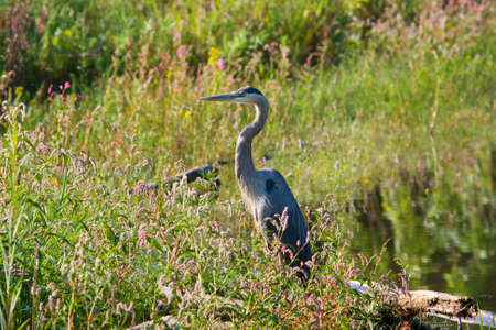 Great Blue Heron fishing at the edge of the pond.の写真素材