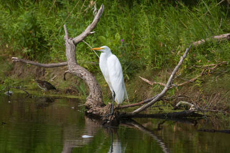 Great White Egret Perched along the swamps bank.