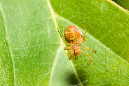 Female Cobweb Spider fixing a broken web.の写真素材