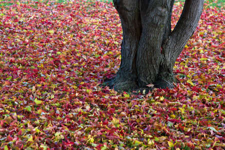 Background of a layer of beautiful Autumn Leaves.の写真素材