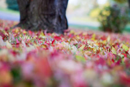 Background of a layer of beautiful Autumn Leaves.