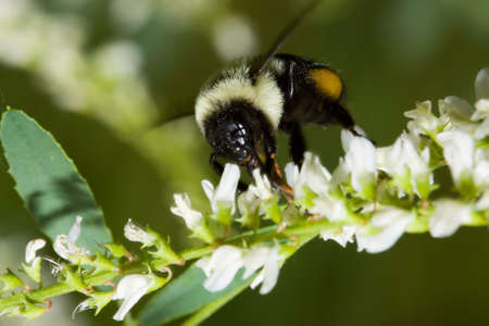 Golden Northern Bumblebee on a flower in the wild.